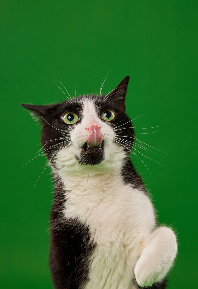 Cat recipe