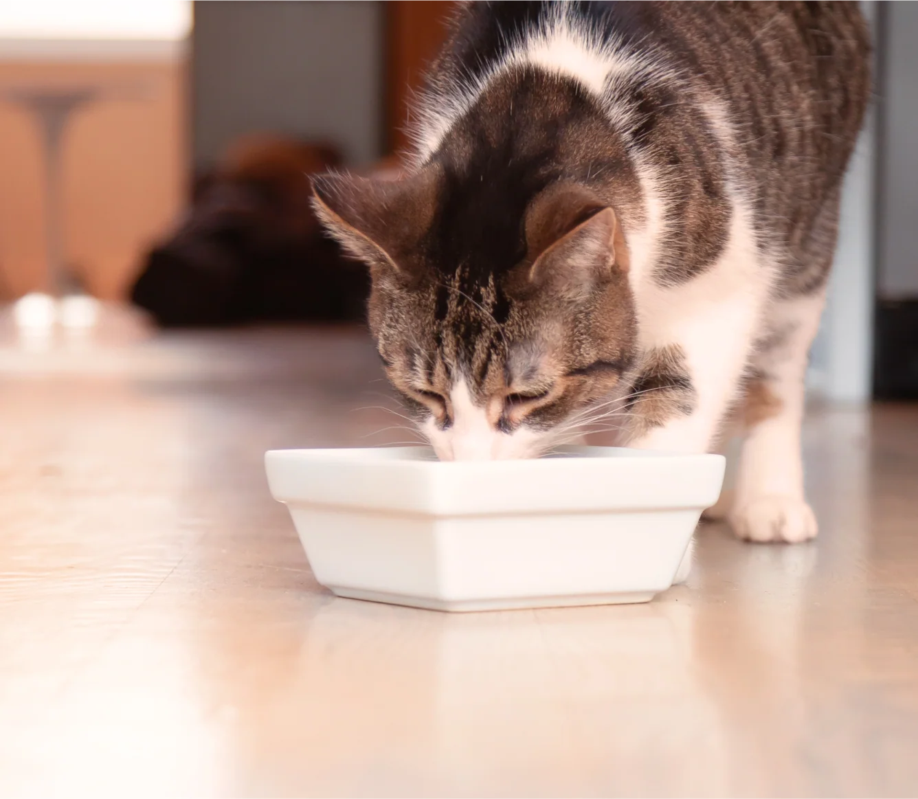 Grass-Fed Beef Rustic Blend Wet Cat Food with Bone Broth