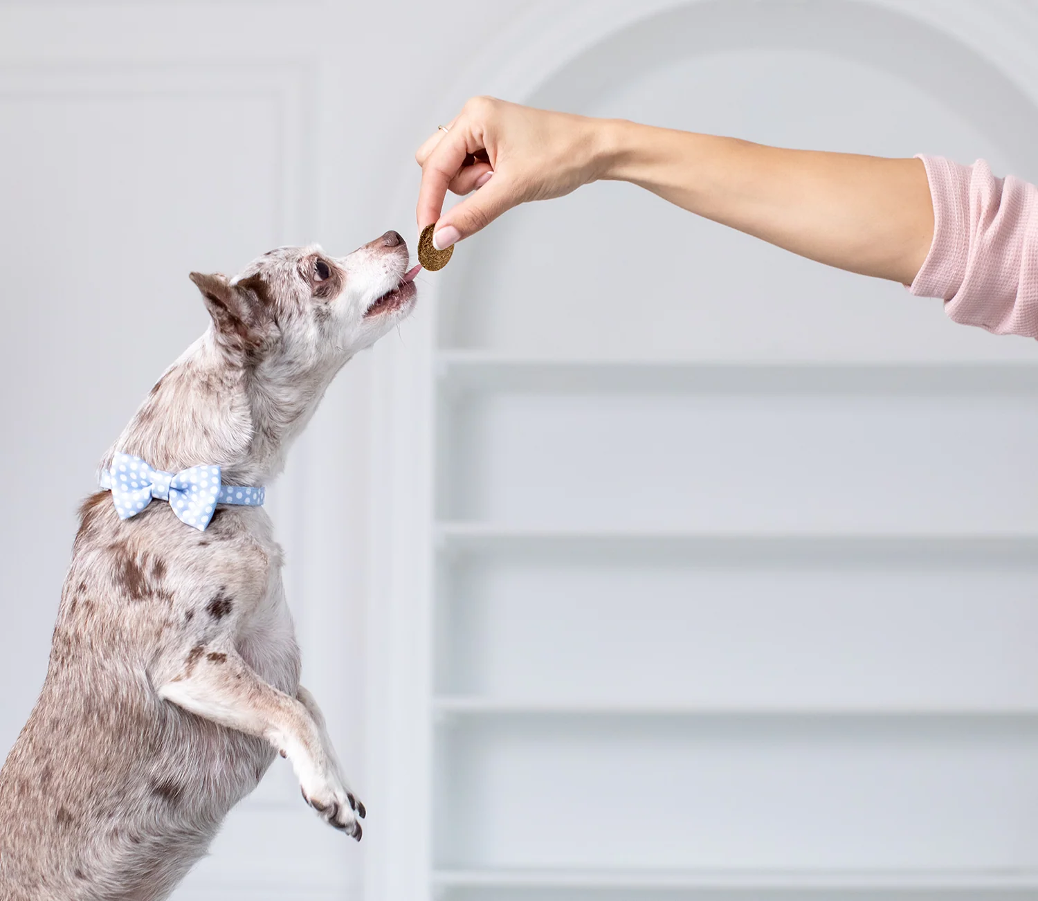 Bedst sælgende hundegodbidspakke med sprøde, seje og frysetørrede belønninger