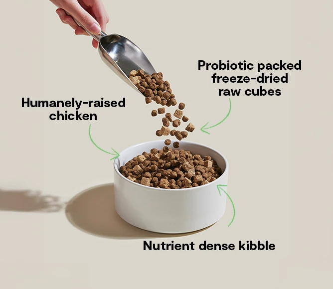 GoodGut Harvest Chicken Hundefutter mit Lifeway-Probiotika