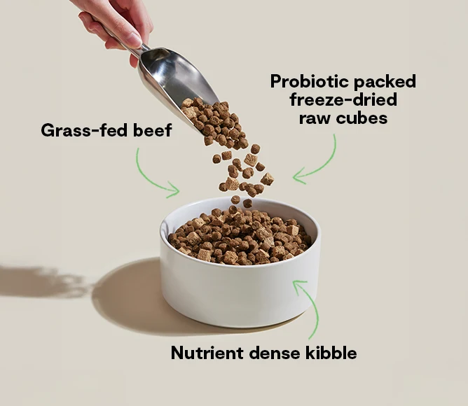 GoodGut Grass-Fed Beef Dog Kibble with Probiotics for Digestive Support