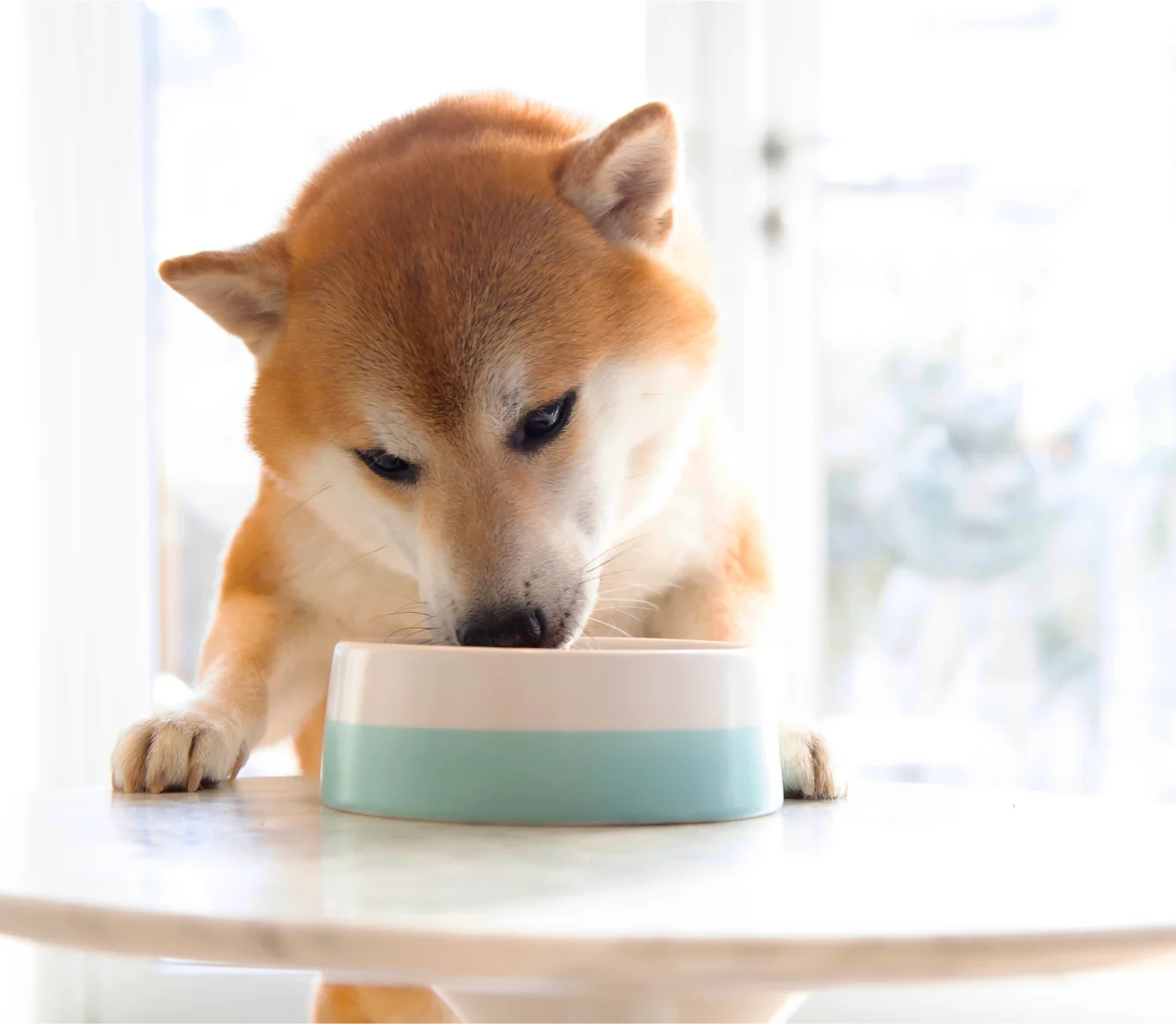 Wild-Caught Salmon Rustic Stew Wet Dog Food Topper for Dogs