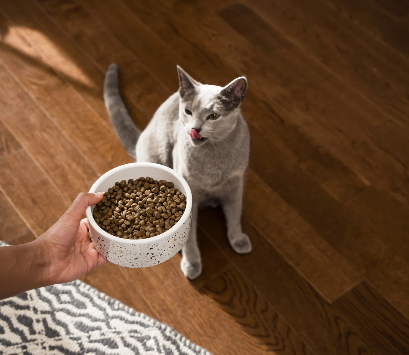 Whitefish Grain-Free Dry Cat Kibble for Skin and Coat