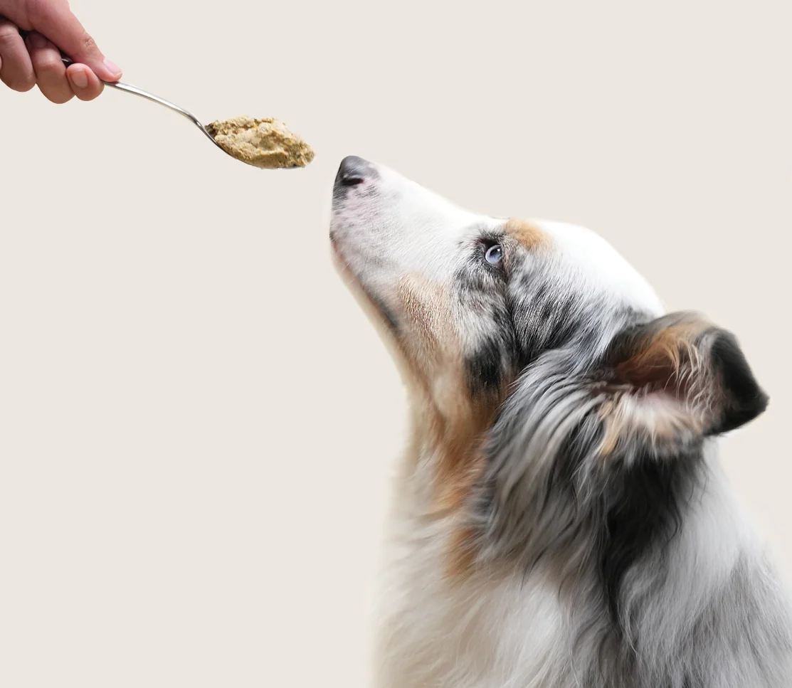Gently Cooked Goodbowl opskrift med græsfodret oksekød til hunde