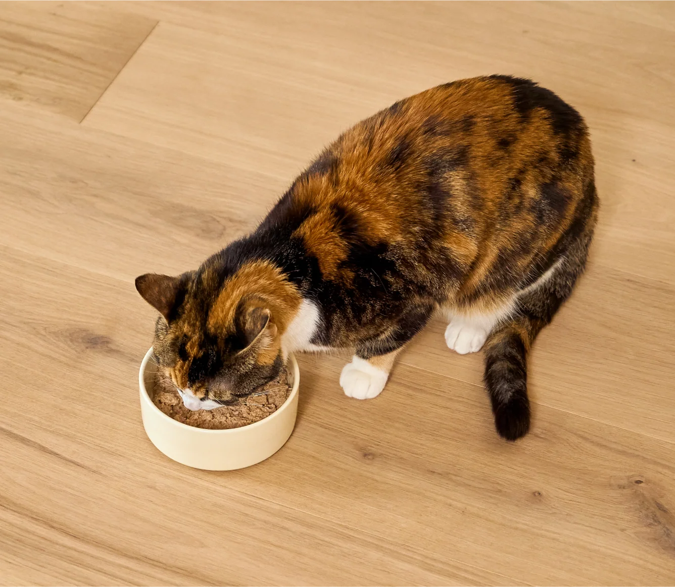Yavru Kedi Tavuk ve Somon Pâté Tarifi, DHA'lı Tam Yaş Kedi Maması
