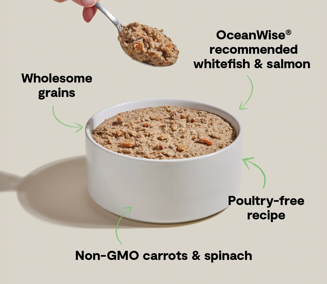 Goodbowl™ Wild-Caught Whitefish & Salmon Pâté Tahıllı Islak Köpek Maması