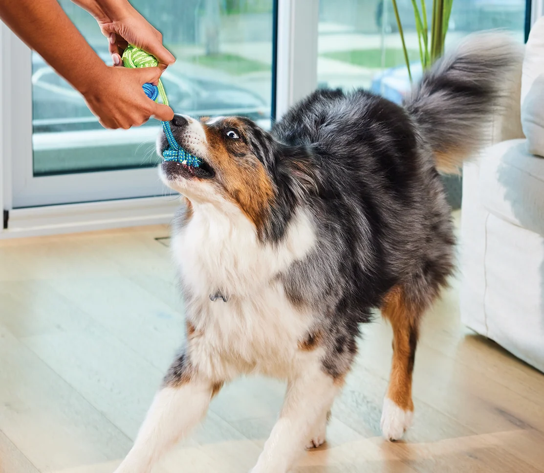 Köpekler için Probiyotik ve MSM İçeren Multi+ Takviye Çiğneme Tableti
