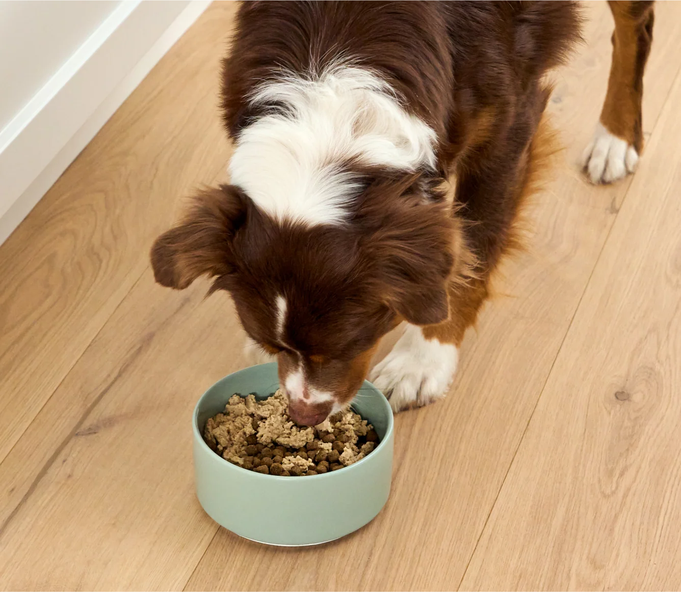 Lachs & Kabeljau Mousse-Topper für Hunde, getreidefreies isländisches Fischrezept