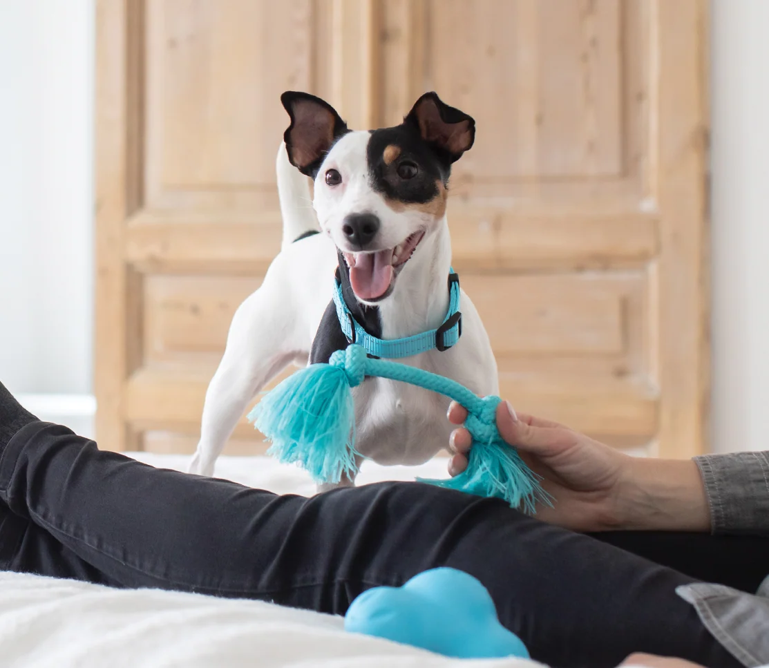 Beroligende tyggetabletter til hunde med ashwagandha og L-theanin