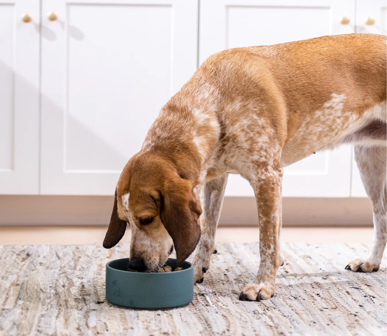 RawMix Open Prairie gefriergetrocknete rohe Happen für Hunde